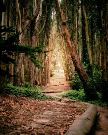 Wandelpad tussen bomen Een rustig wandelpad tussen groene bomen